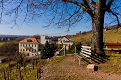 Blick vom Weinberg auf das Weingut Schloss Johannisberg
